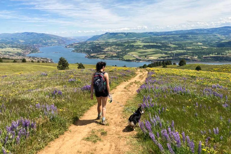 Hiker and small dog amid wildflowers on Coyote Wall Trail, Columbia River Gorge, Washington State