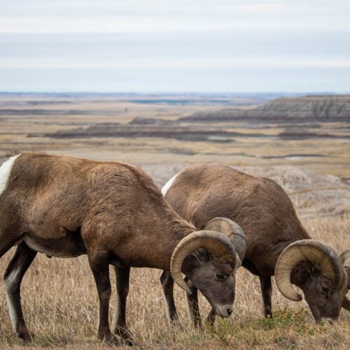 Bighorn sheep on the Badlands Loop Road, Badlands National Park, South Dakota