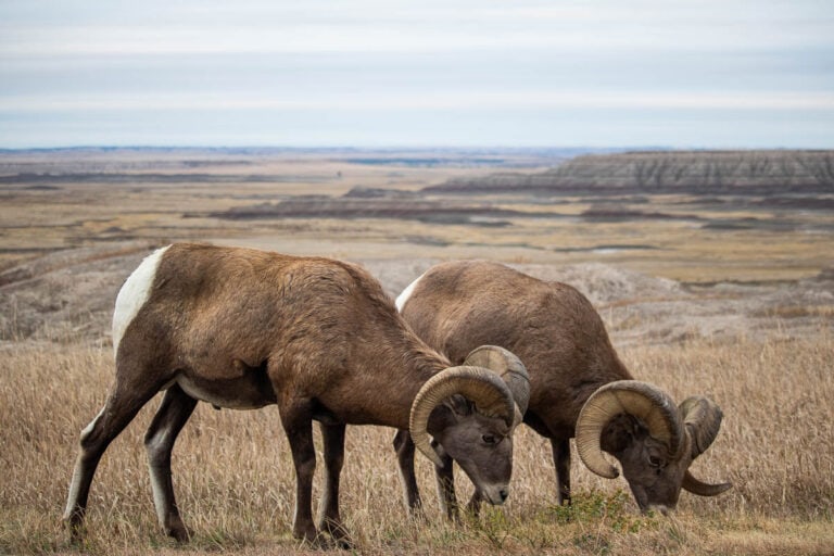 Bighorn sheep on the Badlands Loop Road, Badlands National Park, South Dakota