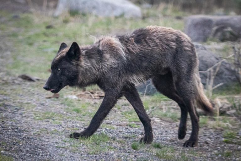 Black wolf in the Lamar Valley, Yellowstone National Park