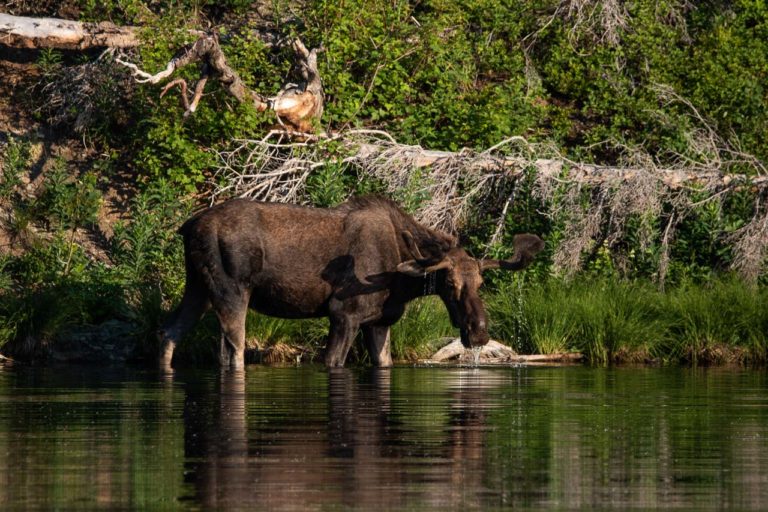 7 Best National Parks to See Moose - The National Parks Experience