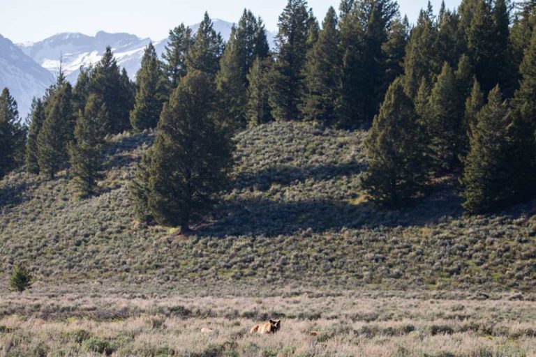 Grizzly bear 399 with cubs in Grand Teton National Park