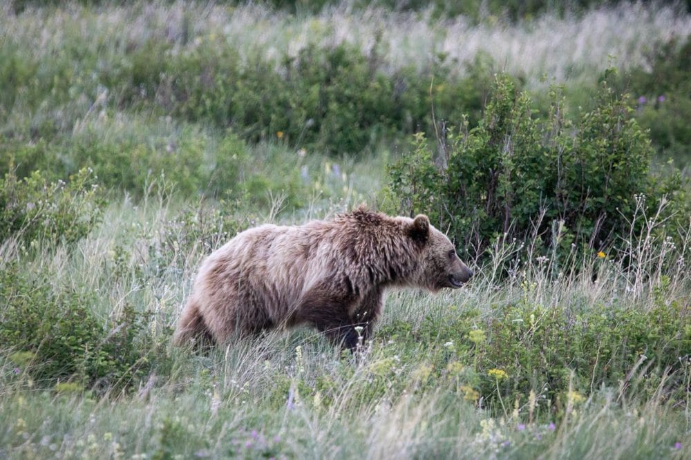 5 Best U.S. National Parks to See Grizzly Bears (Or Brown Bears)