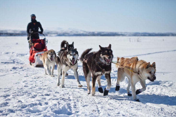 Watch Denali Sled Dog Puppies Play on Live Puppy Cam! - The National ...