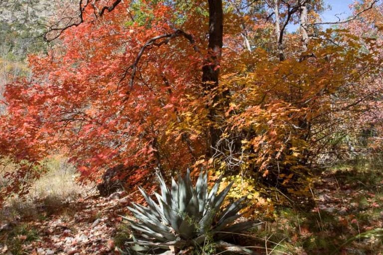 Fall colors in Guadalupe Mountains National Park, Texas - Image credit NPS