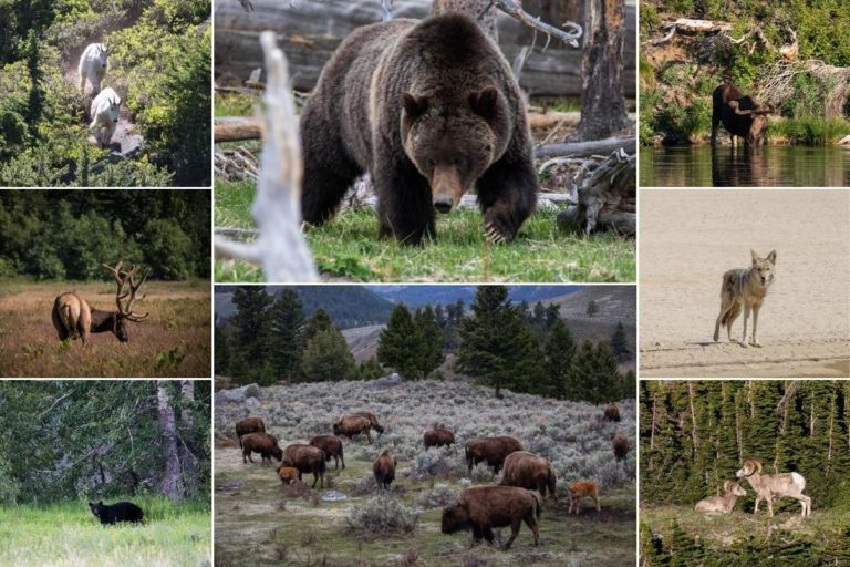 Iconic Mammals of the National Parks