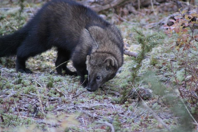 Fisher in Olympic National Park, Washington - Image credit NPS