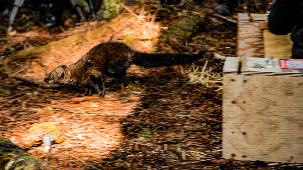 Fishers released near Lake Ozetten in Olympic National Park - Image credit NPS