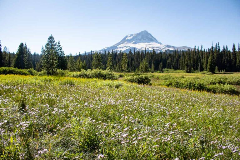 Wildflowers in Elk Meadows in Mt. Hood National Forest, Oregon