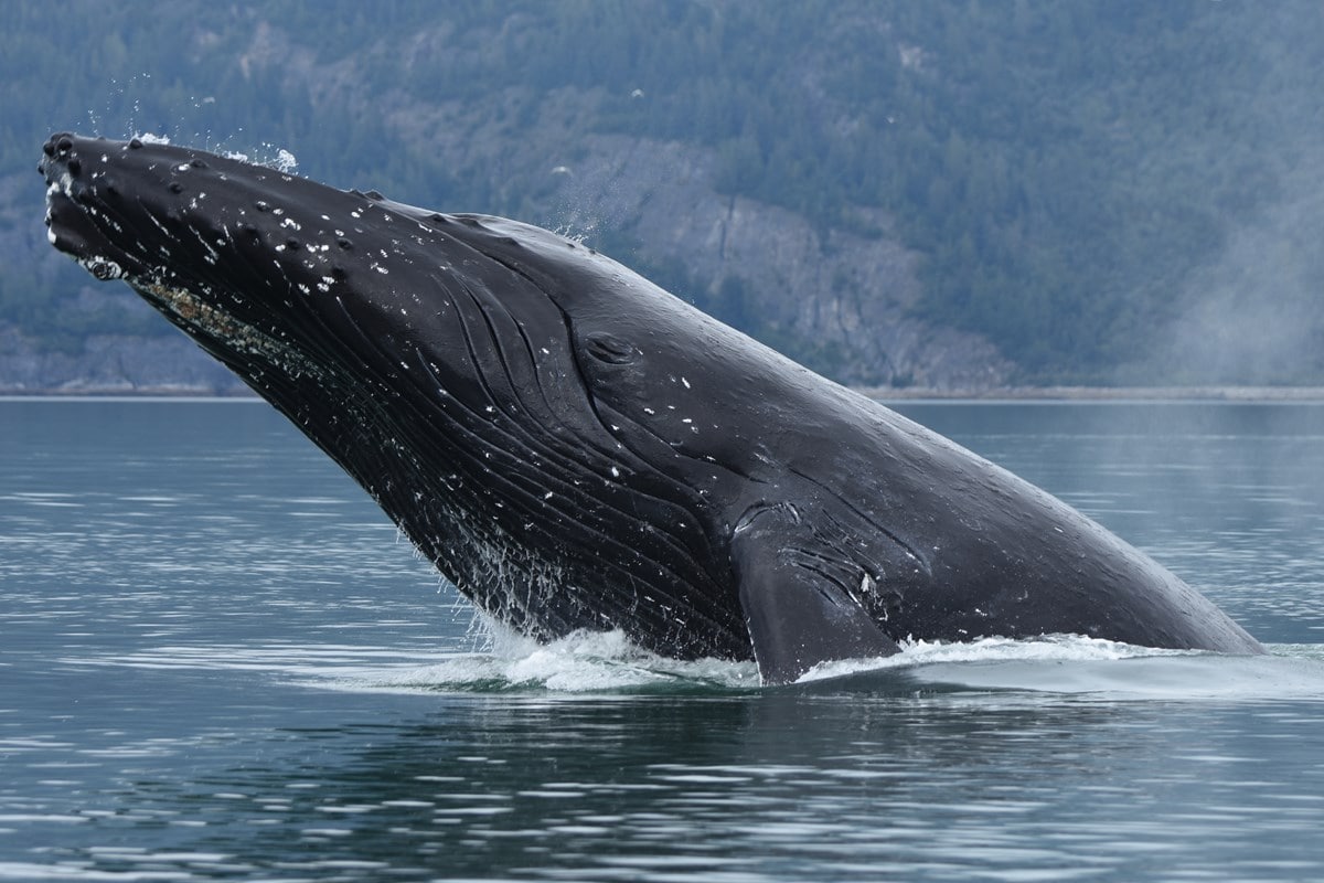 Marine Heatwave Causes Glacier Bay Humpback Whale Population Decline ...