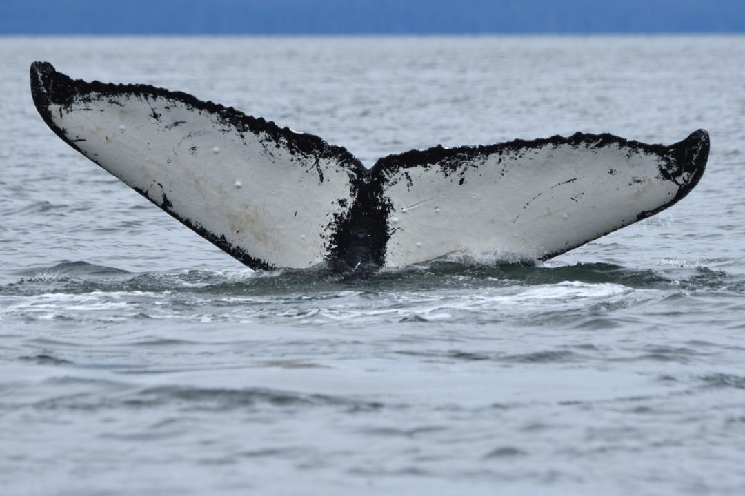 Marine Heatwave Causes Glacier Bay Humpback Whale Population Decline ...