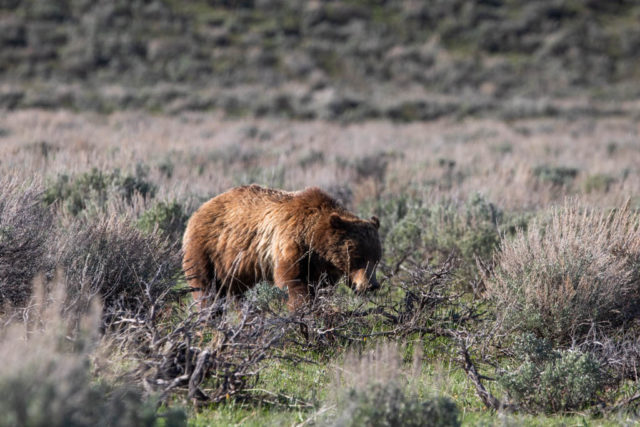 Grand Teton National Park, Wyoming - The National Parks Experience