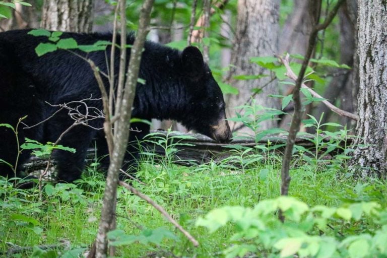 Black bear in the woods of Shenandoah National Park