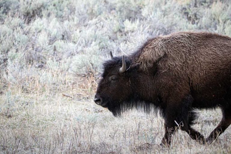 Bison walking in Lamar Valley, Yellowstone National Park