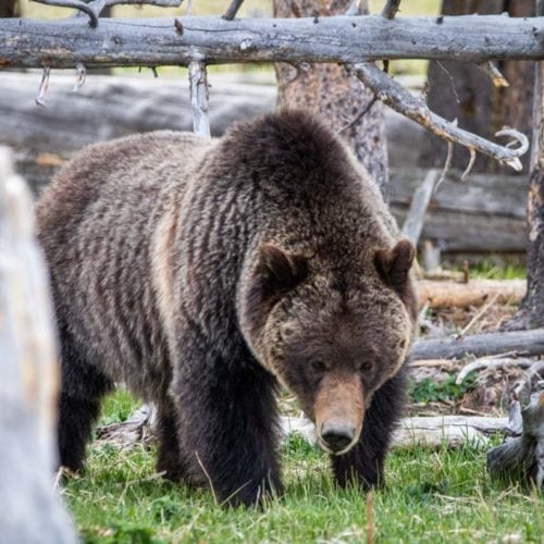 Grizzly bear at Midway Geyser Basin, Yellowstone National Park