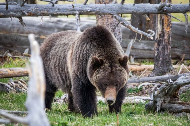 Grizzly bear at Midway Geyser Basin, Yellowstone National Park