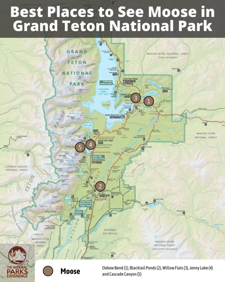 Best Places to See Moose in Grand Teton National Park - The National ...
