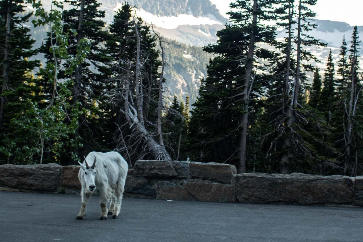 Mountain goat on the Going-to-the-Sun Road near Logan Pass in Glacier National Park