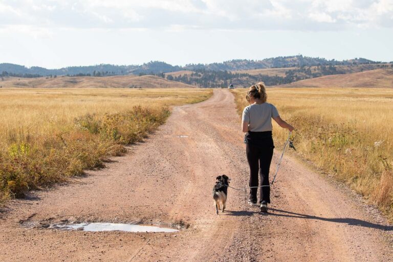 Mini Aussie dog walking on NPS 5 gravel road in Wind Cave National Park, South Dakota