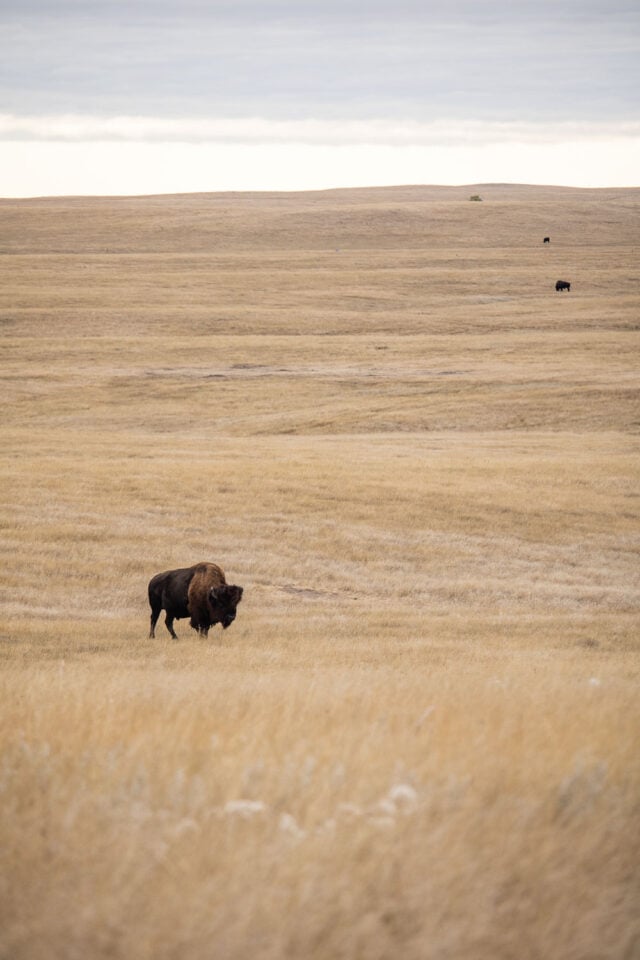 5 Best Places To See Wildlife In Badlands National Park - The National ...