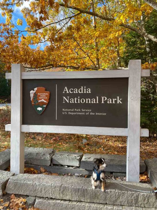 Visiting Acadia National Park With Your Dog Faq And Activities The