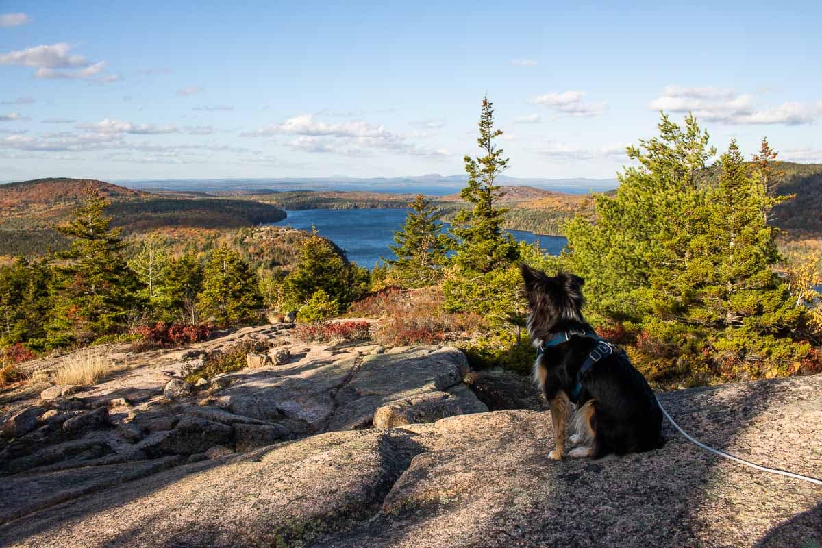 are dogs allowed at acadia national park