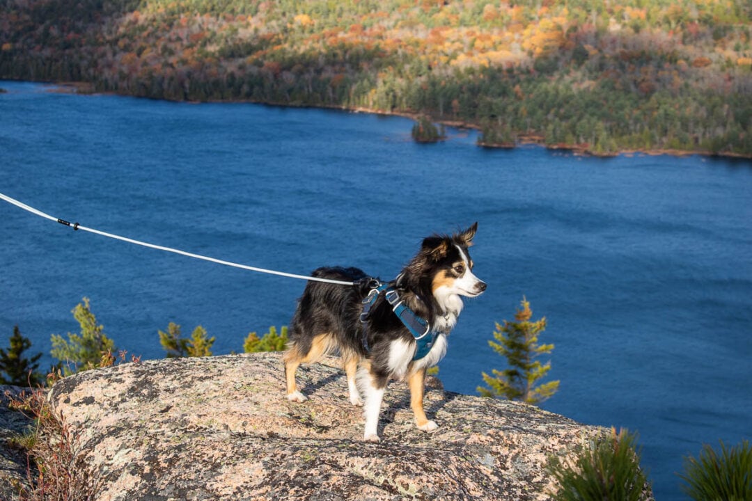 Visiting Acadia National Park With Your Dog Faq And Activities The