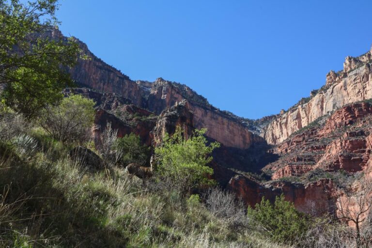 Mule deer at Havasupai Gardens in Grand Canyon National Park