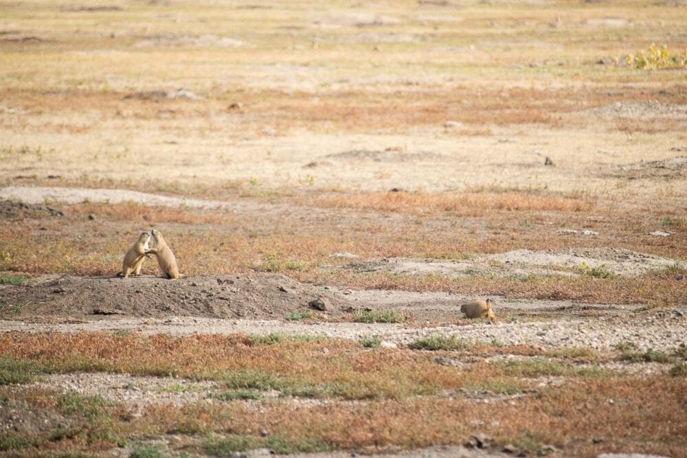 Prairie Dogs In Badlands-conata Ecosystem Infected With Plague - The 