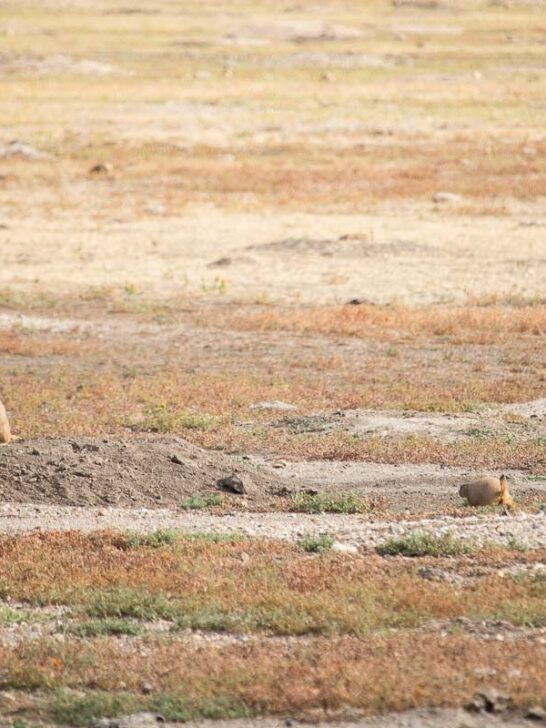 Prairie dogs in the prairie of Badlands National Park, South Dakota