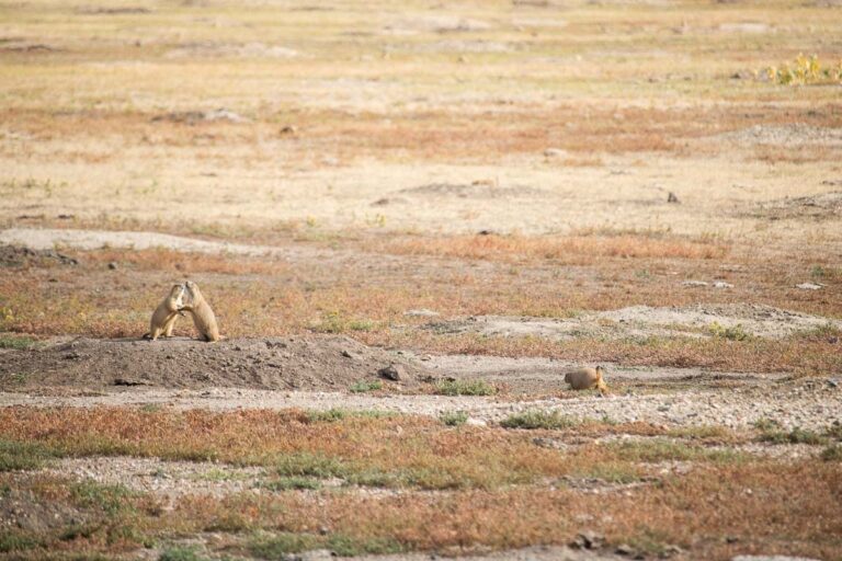 Prairie dogs in the prairie of Badlands National Park, South Dakota