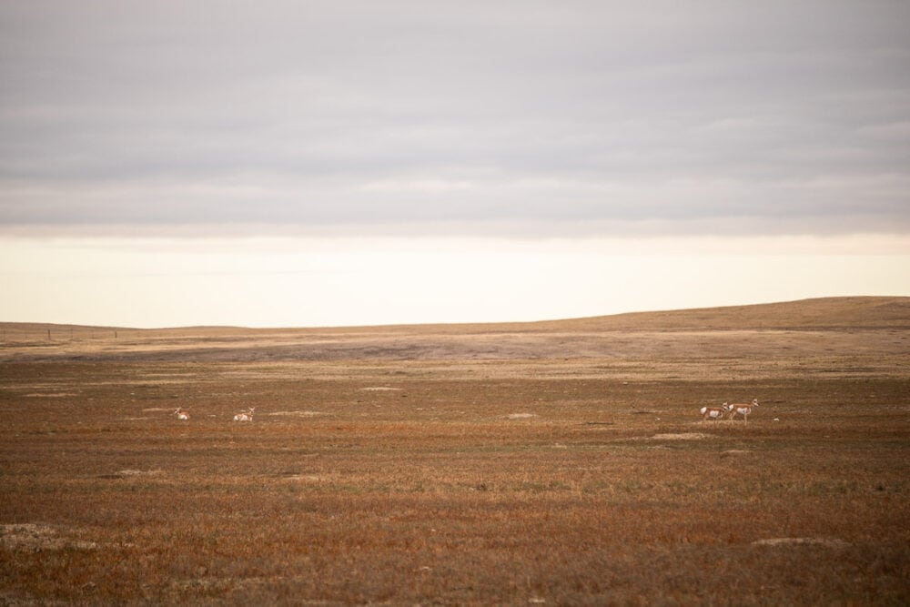 5 Best Places To See Wildlife In Badlands National Park - The National ...