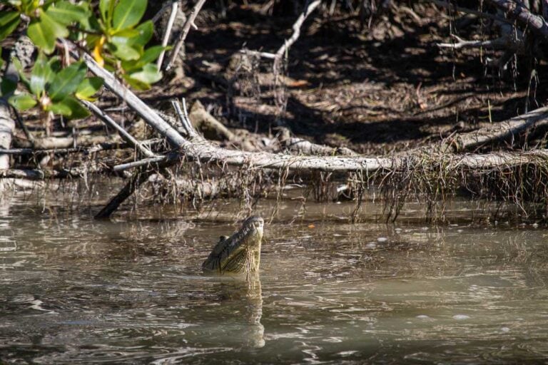 American crocodile head and teeth in Flamingo Marina, Everglades National Park