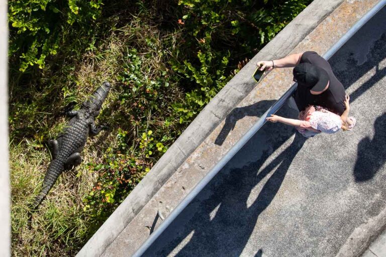 Visitors photographing alligator below the Shark Valley Observation Tower in Everglades National Park