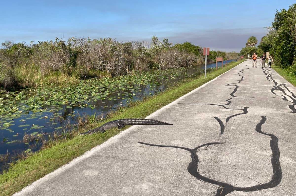 7 Top Things to Do in Shark Valley (Everglades National Park) - The ...