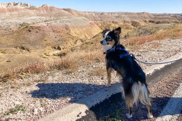 Dog hiking on Badlands Loop Road in Badlands National Park, South Dakota