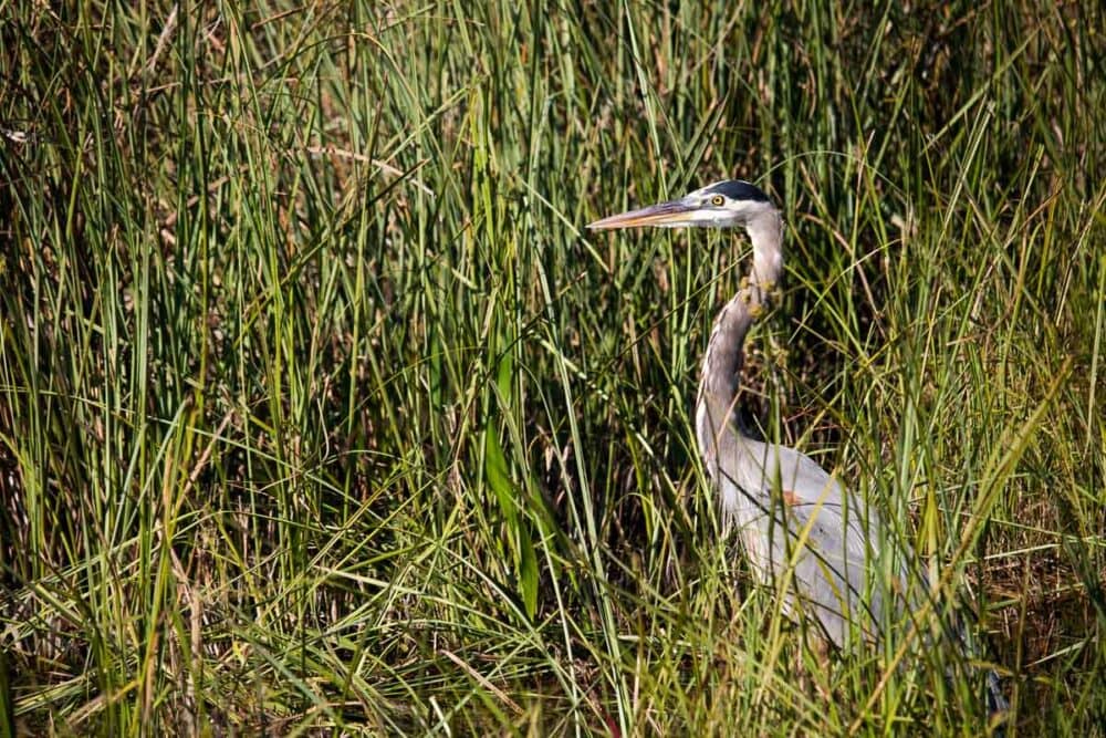 28 Famous Birds Of The Everglades (and Where To See Them) - The 