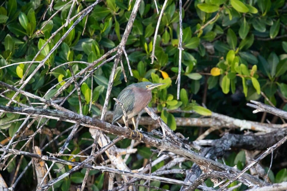 28 Famous Birds of the Everglades (and Where to See Them) - The ...