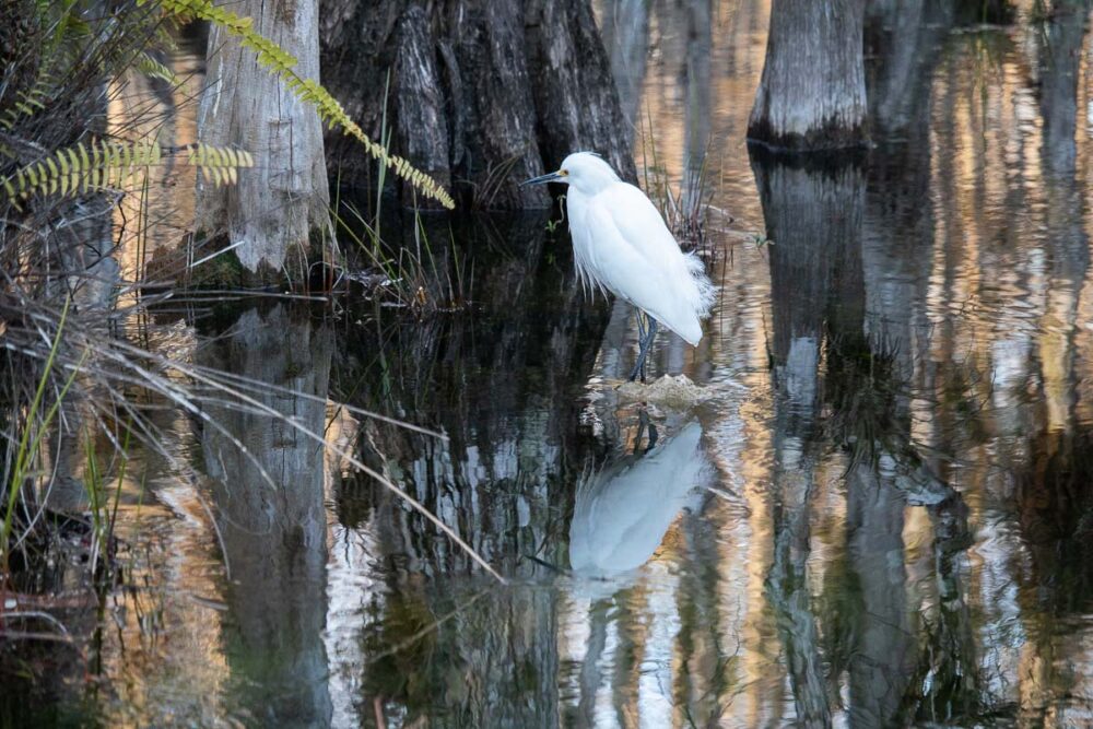 28 Famous Birds of the Everglades (and Where to See Them) - The ...