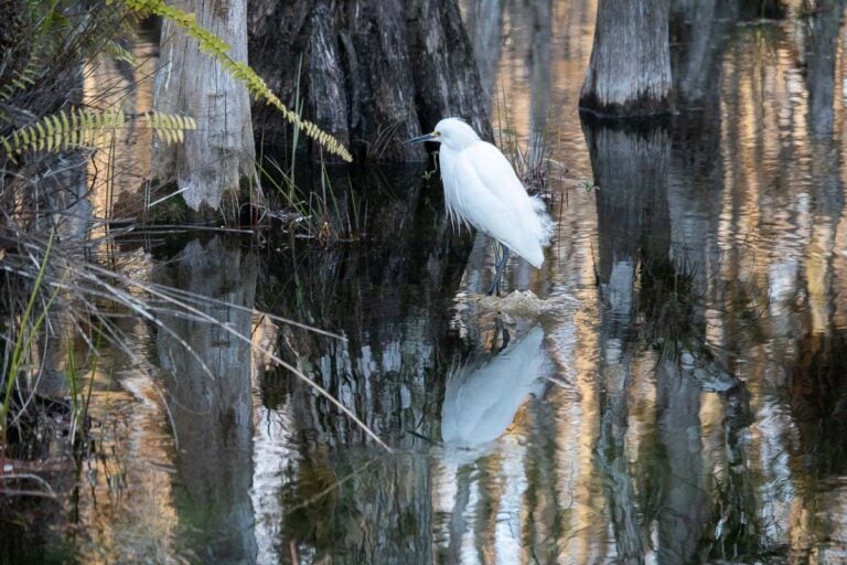 Snowy egret in cypress swamp in Big Cypress National Preserve, Florida