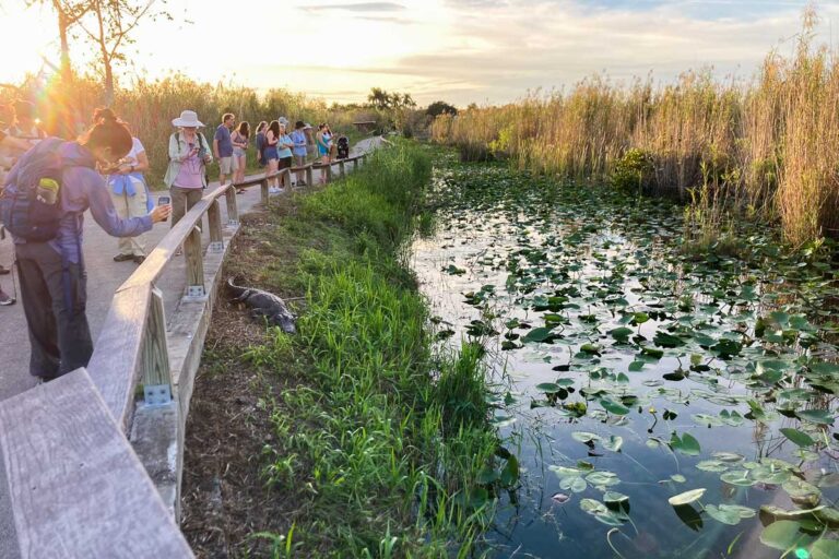 Visitors looking at an alligator on the Anhinga Trail in Everglades National Park