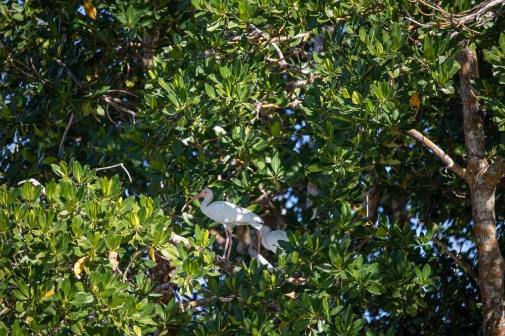 28 Famous Birds of the Everglades (and Where to See Them) - The ...