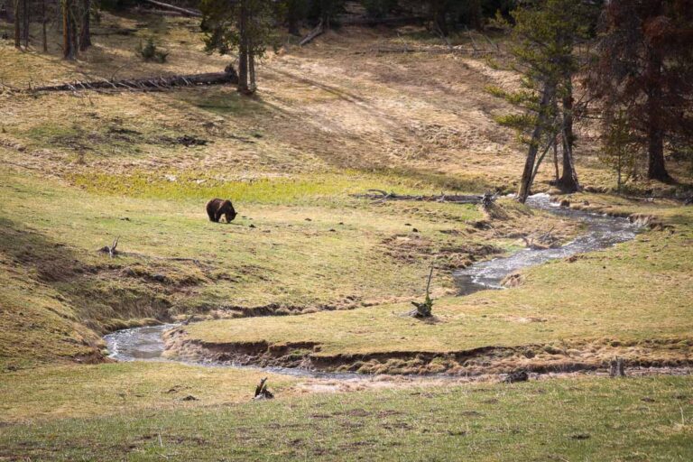 A grizzly bear forages along a stream in Yellowstone National Park