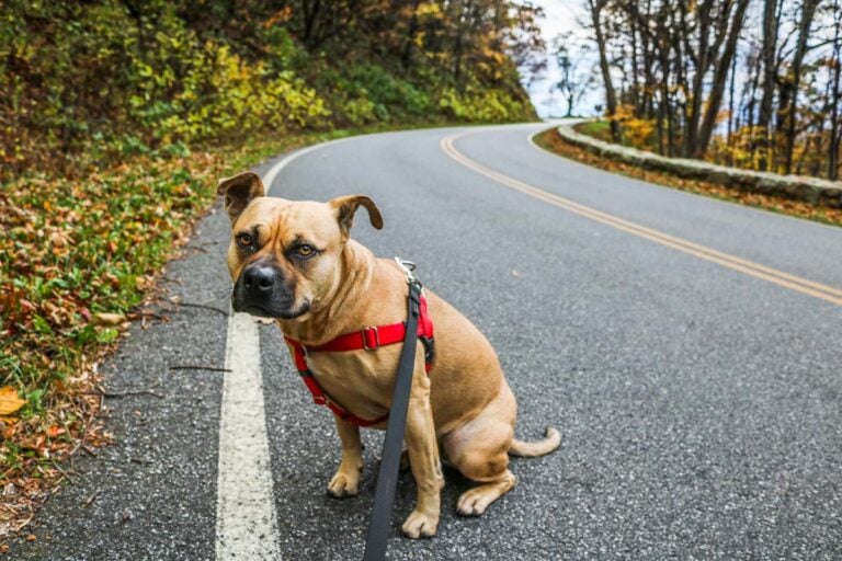 Dog on Skyline Drive, Shenandoah National Park