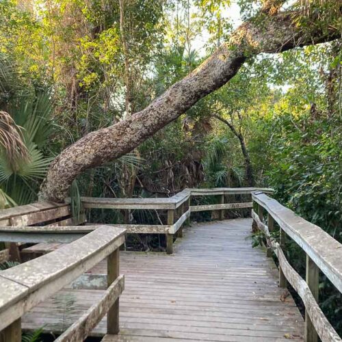 Mahogany Hammock boardwalk, Everglades National Park, Florida