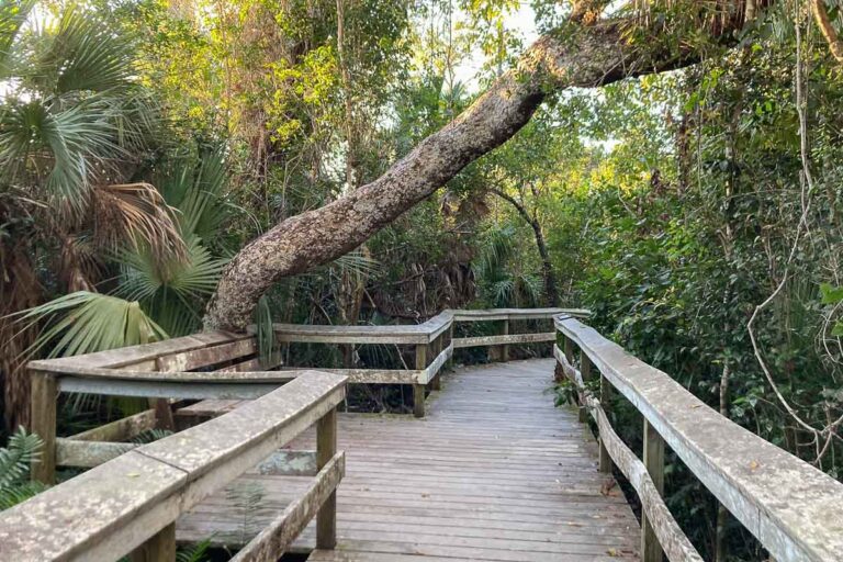 Mahogany Hammock boardwalk, Everglades National Park, Florida