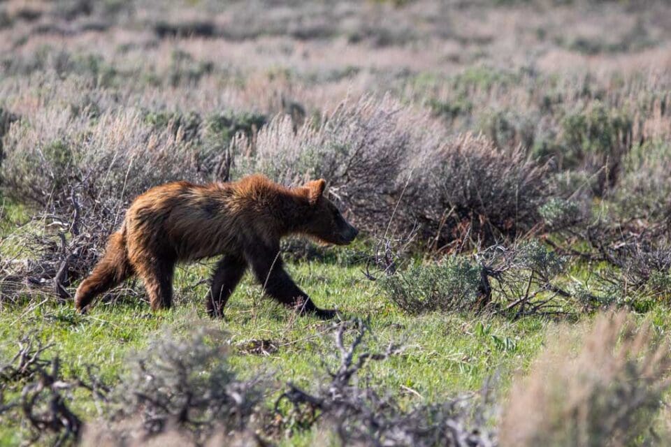 9 Best Places to See Black & Grizzly Bears in Grand Teton National Park ...