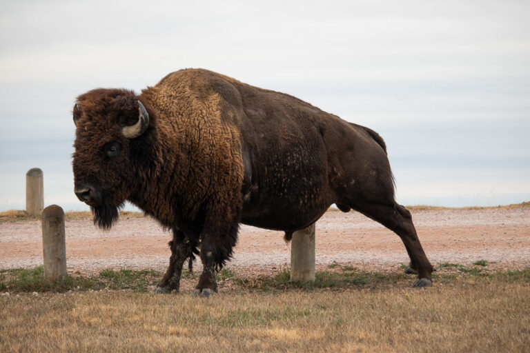 Bison on the Sage Creek Rim Road in Badlands National Park