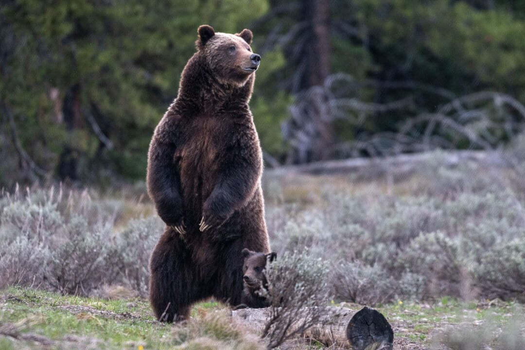 Grizzly Bear 399 Has Cub of the Year, Other Bears Also Active in Grand
