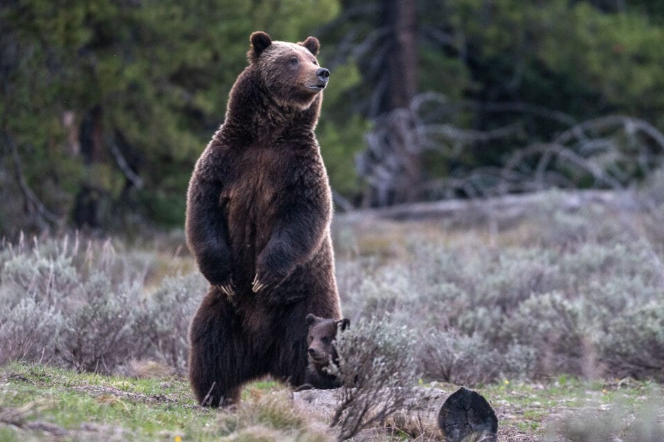 Grizzly Bear 399 Has Cub Of The Year, Other Bears Also Active In Grand ...